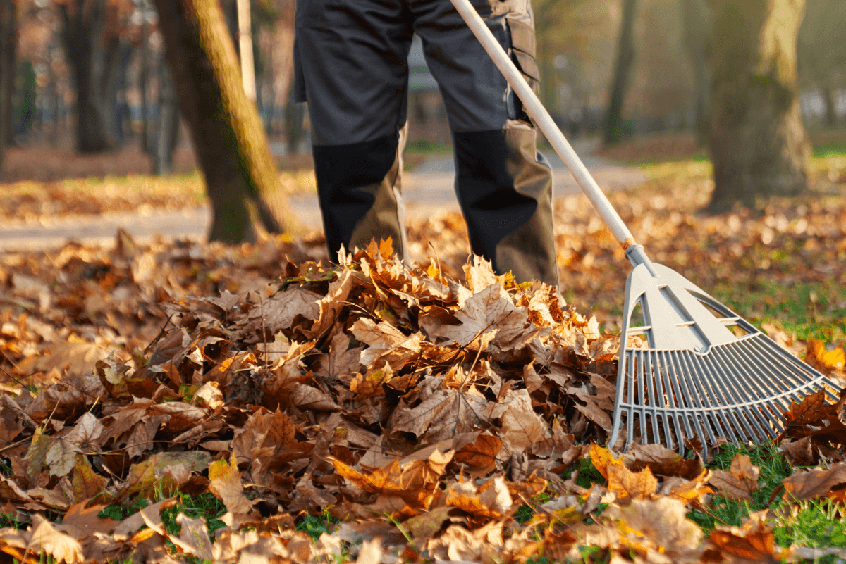 Leaf Removal in Portland example 2