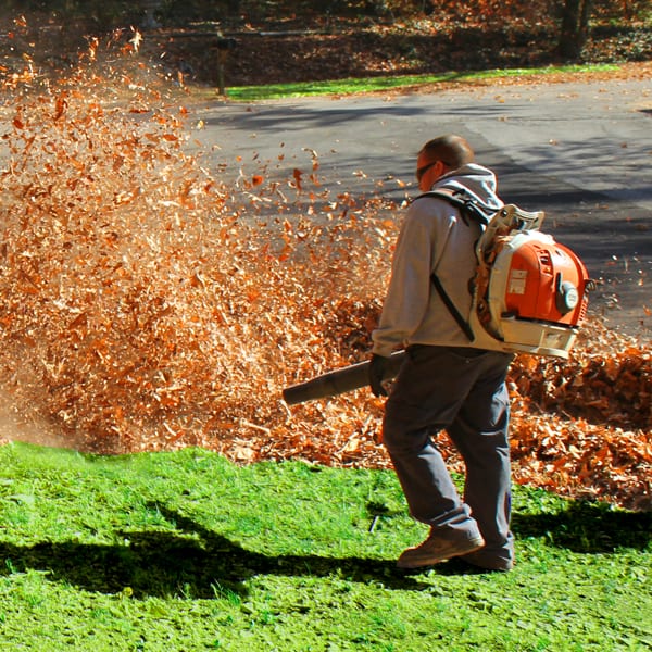 Leaf Removal in Portland example 3