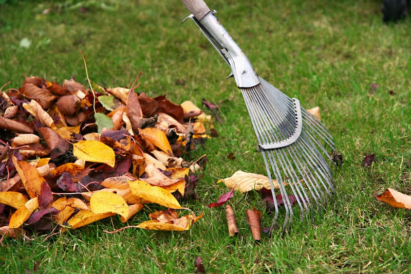 Leaf Removal in Portland example 4