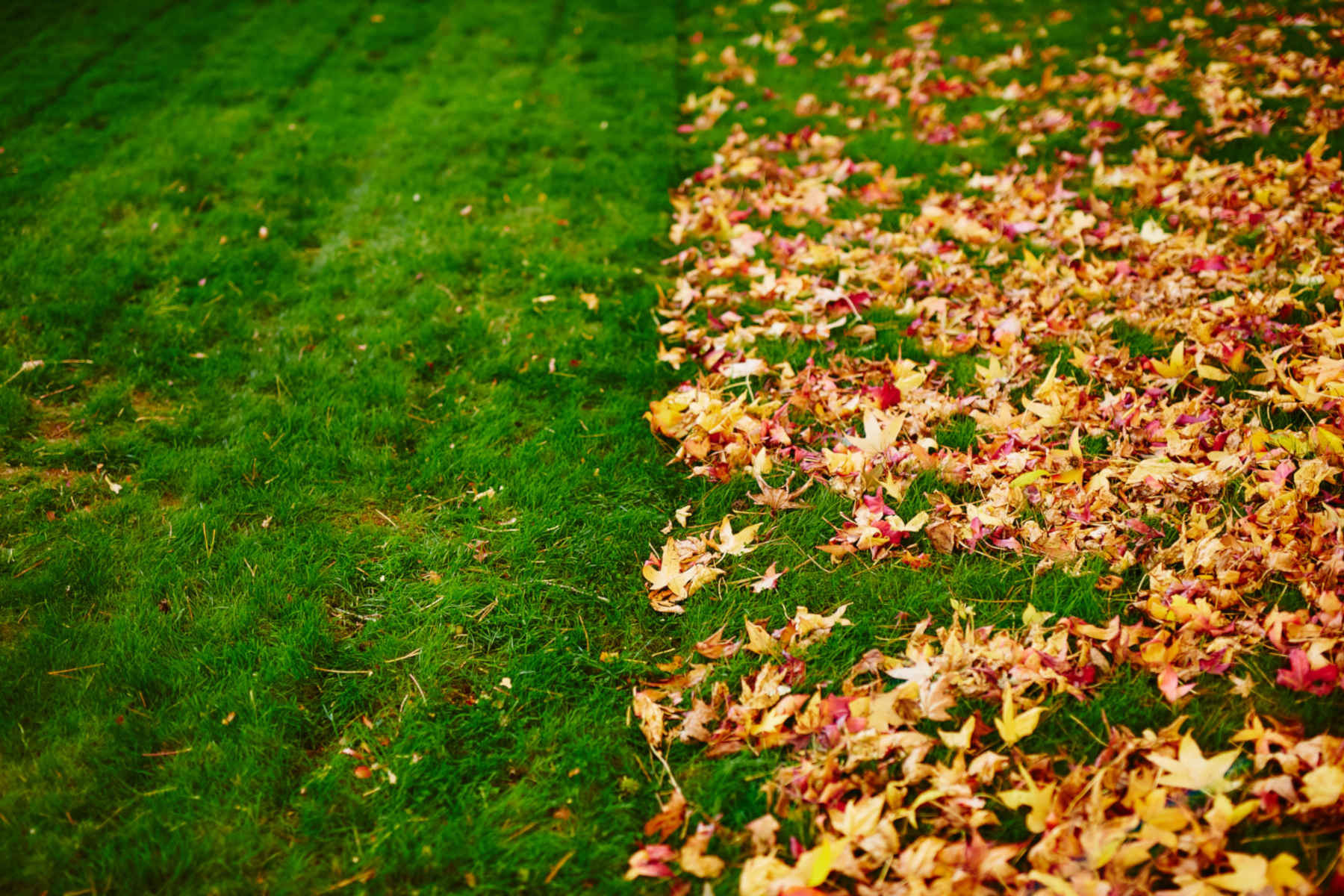 Leaf Removal in Portland example 5
