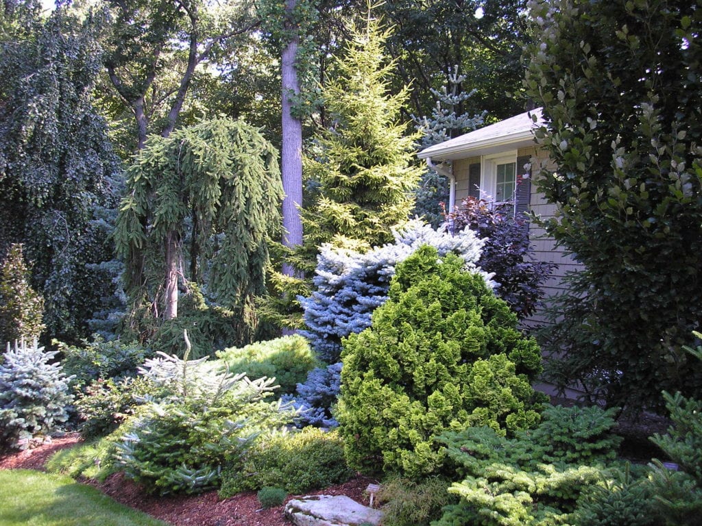 Tree & Shrub Planting in Portland example 1